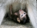 ubud (12)